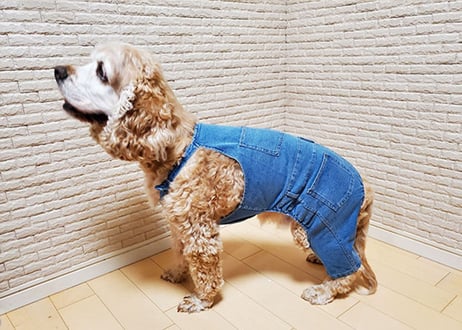 【犬服】デニム風オーバーオール♪