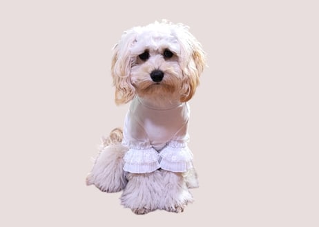 【犬服】N様　アメリカンコッカーりんちゃん用　レース袖Tシャツ　Lサイズ　ホワイト