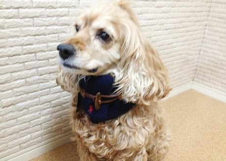 【犬用】ループ留めネックウォーマー ♪