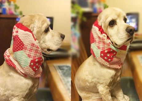 【犬用】夏用スヌード ♪