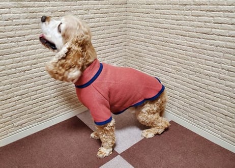 【犬服】パイピングニット♪