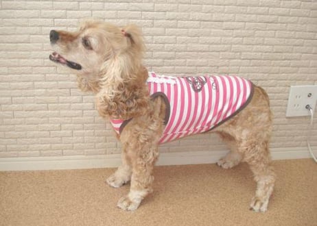 【犬服】ピンクボーダータンクトップ♪