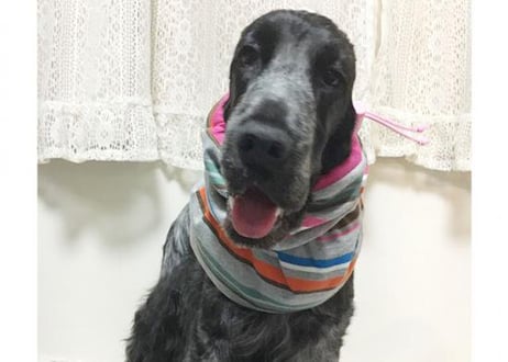 【犬用】ストライプフィットスヌード ♪