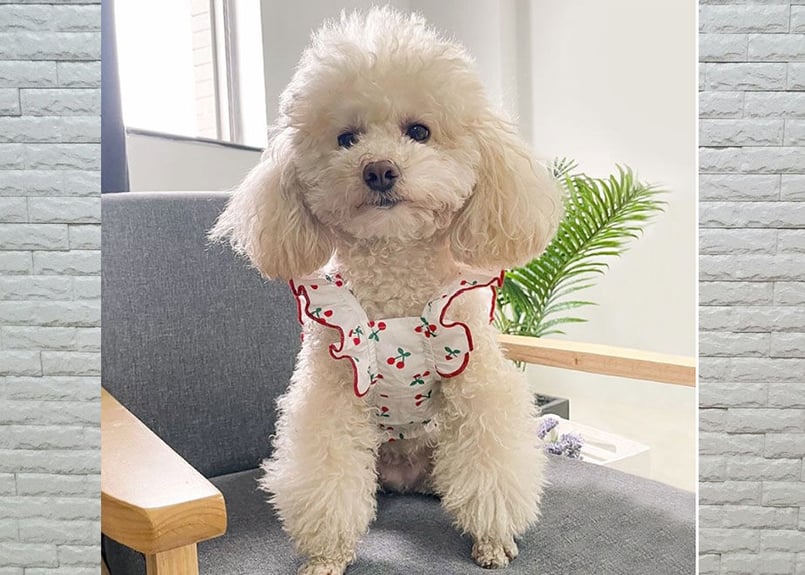 犬服】フリルキャミソールワンピース♪ | M's Diamond