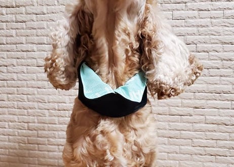 【ワンちゃんも飼い主さんも】ネッククーラー♪