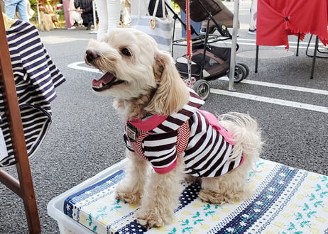 【犬服】ポケット付きボーダーパーカー