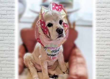 【犬用】夏用ギャザースヌード ♪
