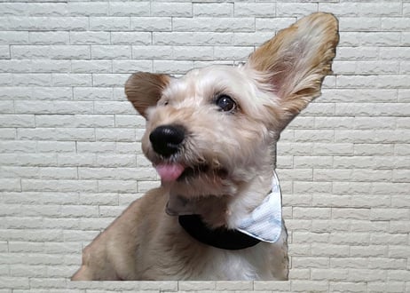 【ワンちゃんも飼い主さんも】ネッククーラー♪(新柄)