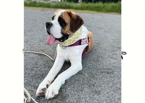 【犬用】ネッククーラー 中型犬・大型犬用♪