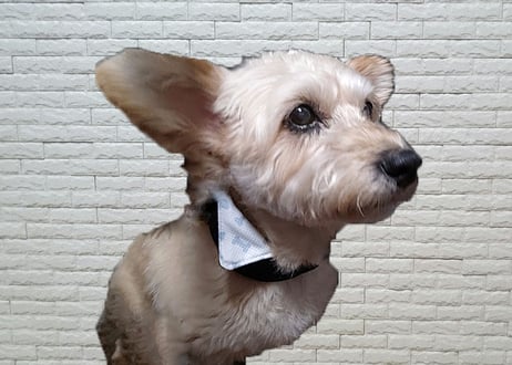 【ワンちゃんも飼い主さんも】ネッククーラー♪(新柄)