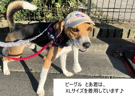 【犬用】ロゴキャップ