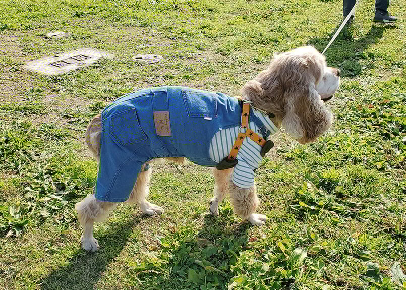 DIAMOND*G ペット服　カシミヤ　S Cu/Mo KERSEY SHIRRING DETAIL JACKET(S Black): Yohji Yamamoto