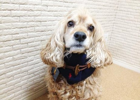 【犬用】ループ留めネックウォーマー ♪