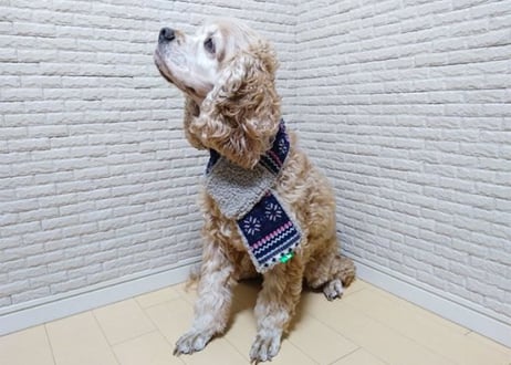 マフラー 犬用 マフラーワンちゃんニット 可愛い小型犬の洋服通販 鎌倉ドッグ
