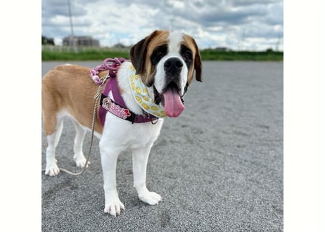 【犬用】ネッククーラー 中型犬・大型犬用♪