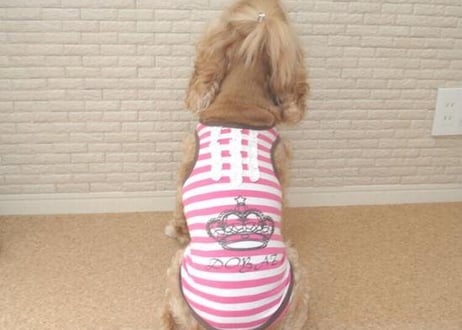【犬服】ピンクボーダータンクトップ♪