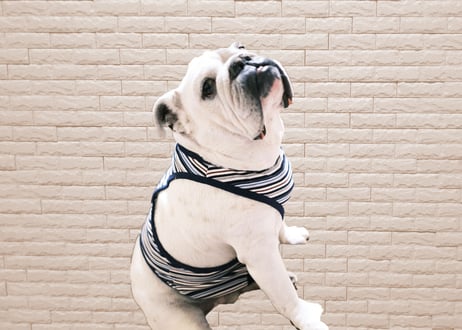 CATEGORY ブルドッグ服 | M's Diamond