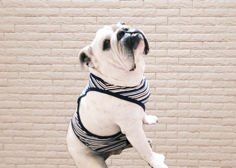 犬服 タンクトップ ハンドメイド 20着 sddefault.jpg