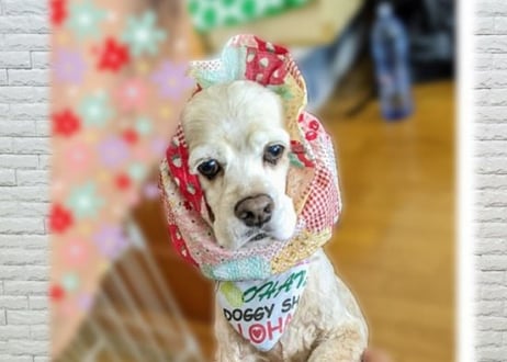【犬用】夏用ギャザースヌード ♪