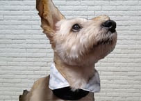 【ワンちゃんも飼い主さんも】ネッククーラー♪(新柄)