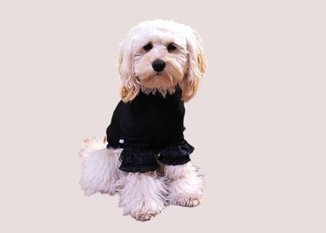 【犬服】レース袖Tシャツ