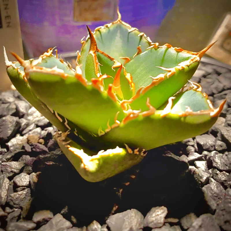 アガベ/オテロイ/コンパクト/台湾株/屋内管理/No.- | 大広屋