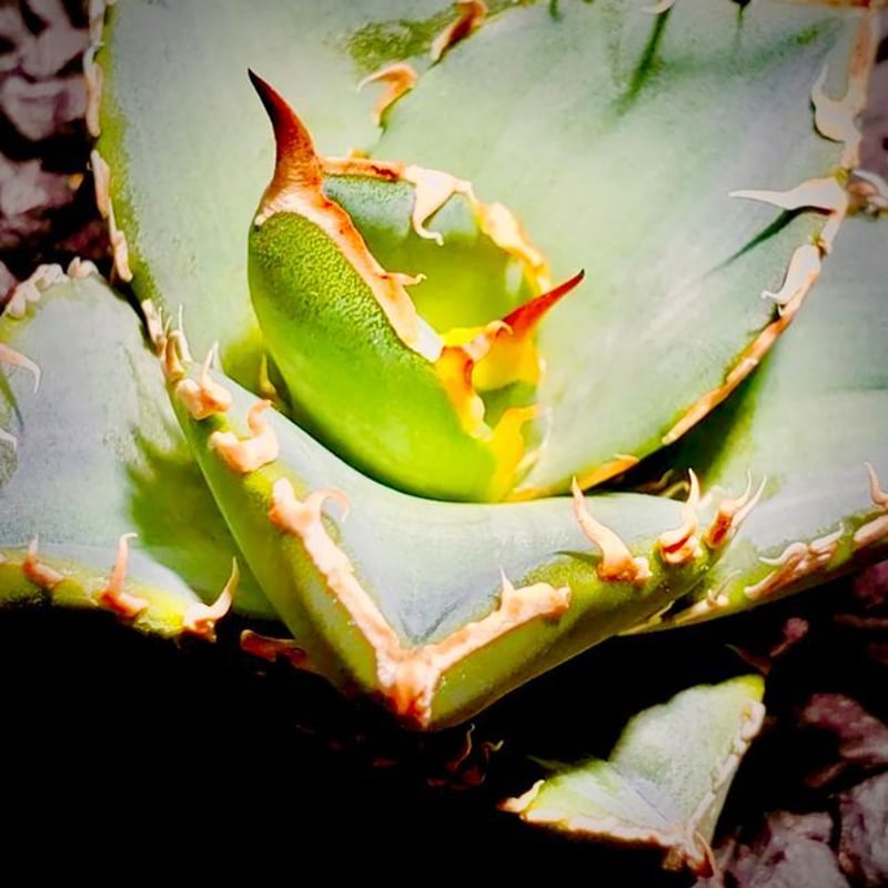 アガベ UFO 台湾輸入株 agave titanota オテロイ アガベ アガベ UFO 台湾輸入仔株 オテロイ agave titanota 高級品種