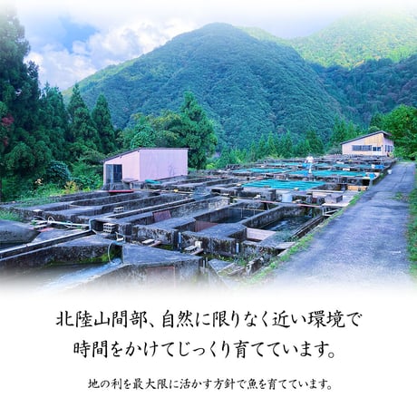 【産地直送】深瀬イワナの塩焼き＆お刺身 食べ比べセット（専用だし醤油付き・冷凍）