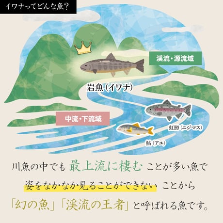 【産地直送】深瀬イワナの刺身盛り 皿盛り・カット済（冷凍・石川県産）
