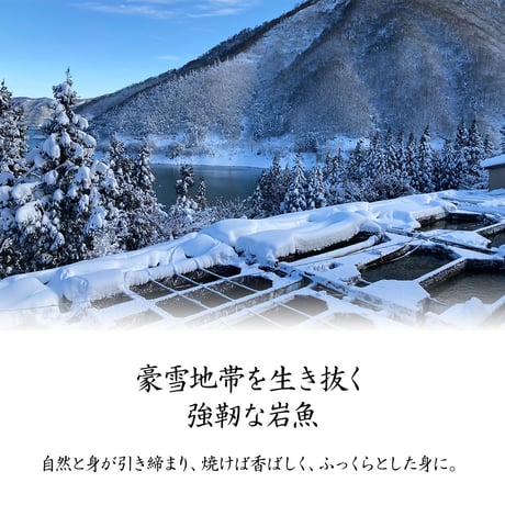 【産地直送】岩魚（イワナ）の一夜干し（冷凍・石川県産）