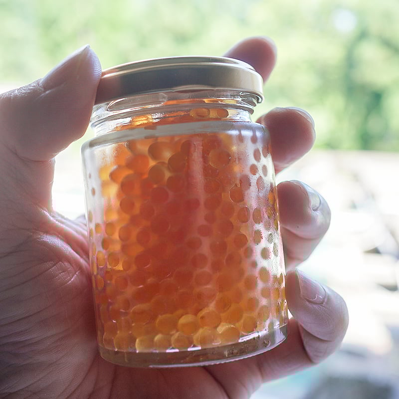 NO 9 イワヒバ(岩松) 10幹 30年物 激安の投売り大特価 Yahoo!