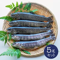 【産地直送】深瀬イワナ 塩焼き用(冷凍・国産)