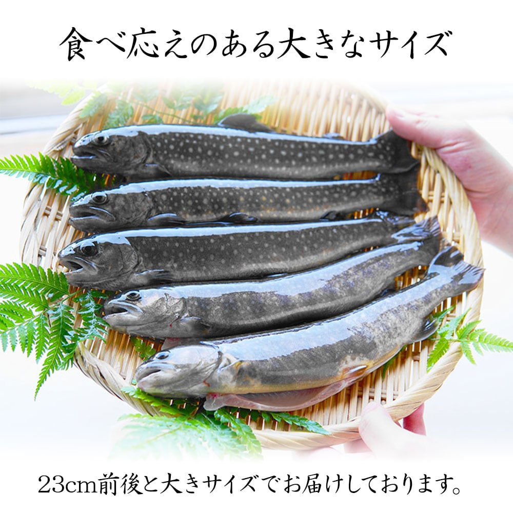 【産地直送】深瀬イワナ 塩焼き用(冷凍・国産) | 淡水養魚場「白山堂」公式ショップ