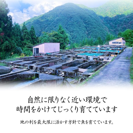 【産地直送】岩魚（イワナ）の一夜干し（冷凍・石川県産）