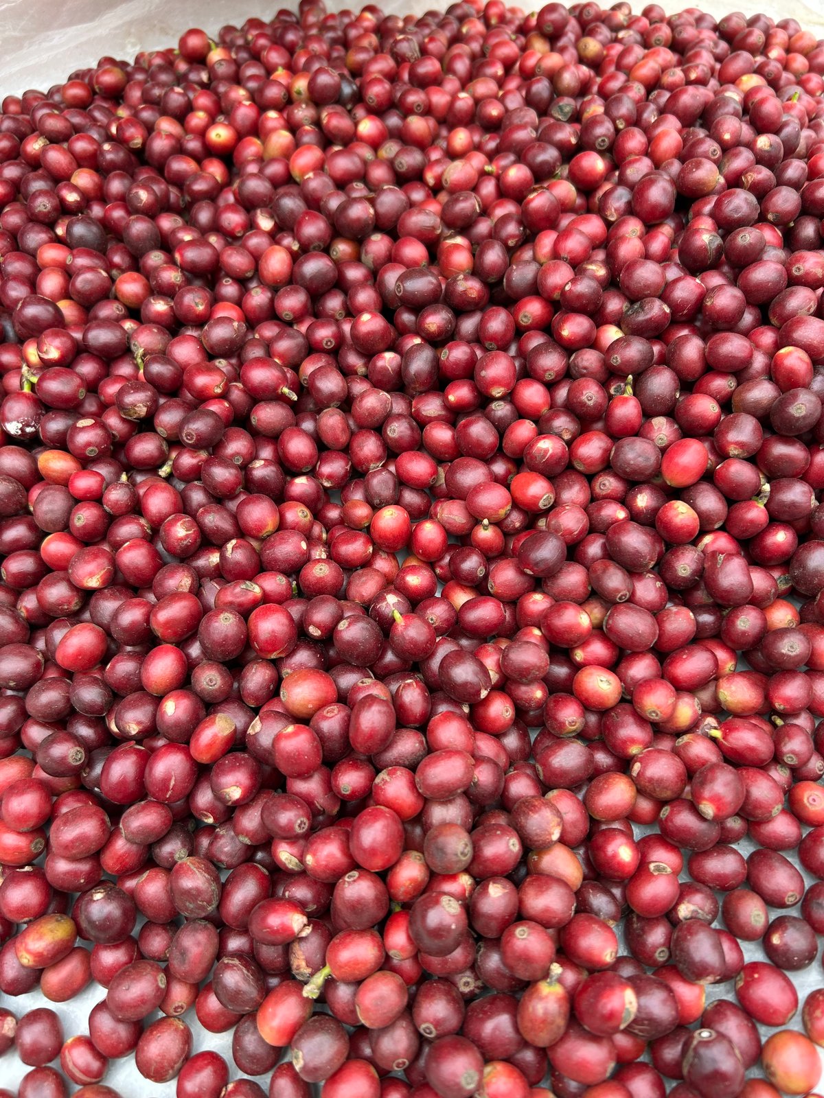 生豆】ナチュラルスペシャルティコーヒー お試し | Himalayan Coffee
