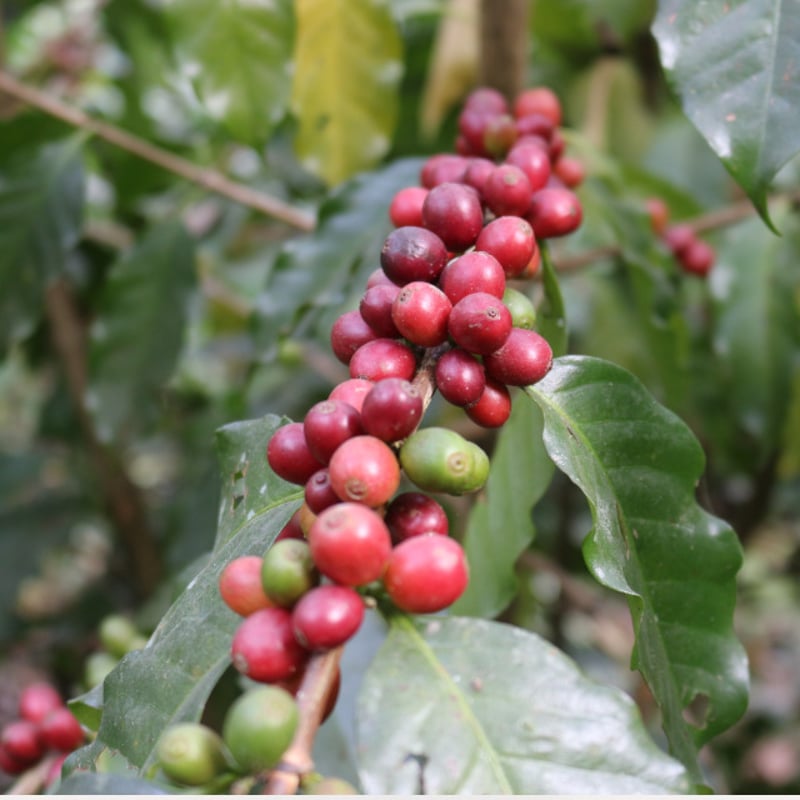 ドリップバッグ9個セット | Himalayan Coffee