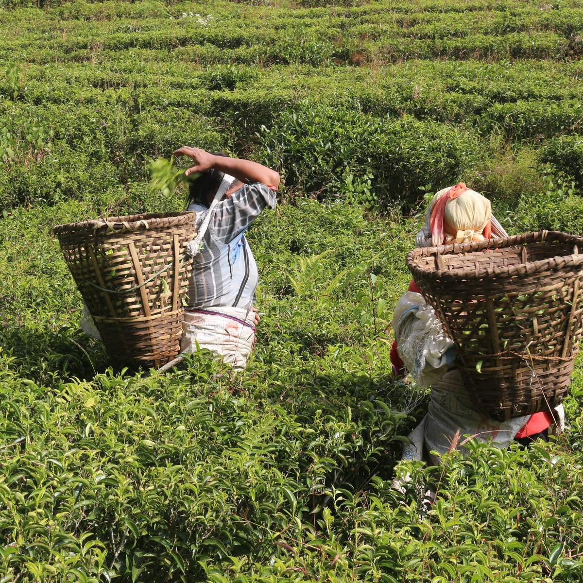 ギフトセット】スペシャルティコーヒー・ネパリティ | Himalayan Coffee