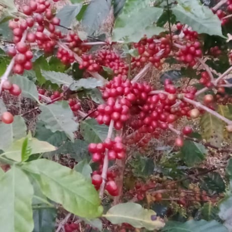 【生豆】ナチュラルスペシャルティコーヒー お試し