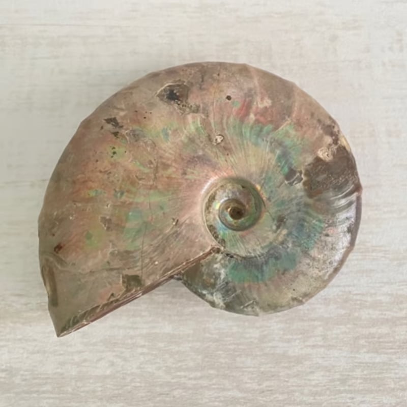 アンモナイト No.1 ＊久高島クリスタルリトリート(特別浄化