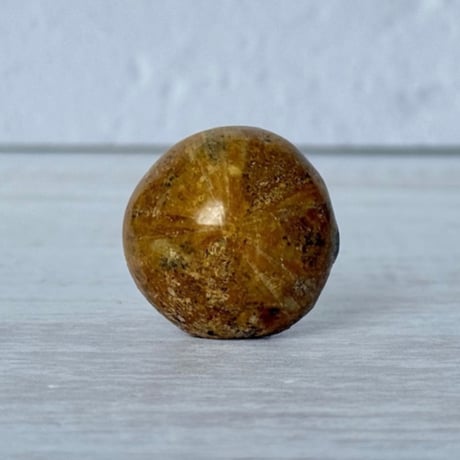 豊かさの石～ウニ（雲丹）の化石 7