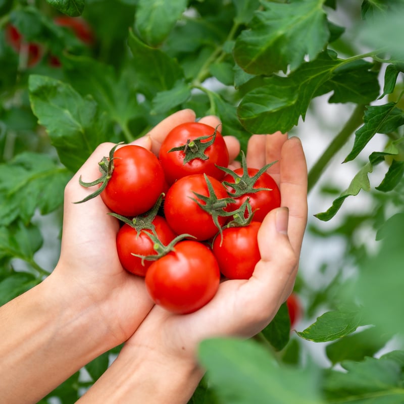 パック]めんごいとまと-TYレッドオーレ900g箱⼊り(150gパック×6個