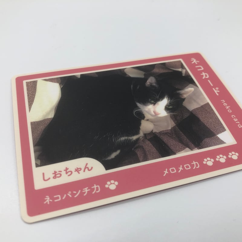 猫モチーフのクッキーギフトセット - 手作り・塩竈市産 | ねこかまど