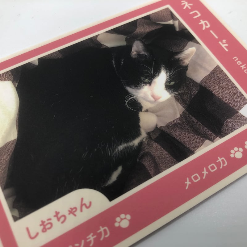 猫モチーフのクッキーギフトセット - 手作り・塩竈市産 | ねこかまど