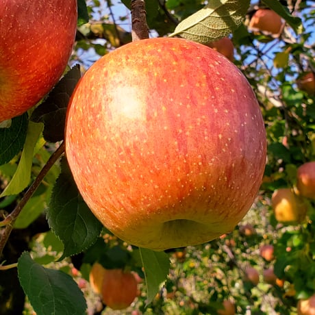 りんごページ shimomurakihan_36683