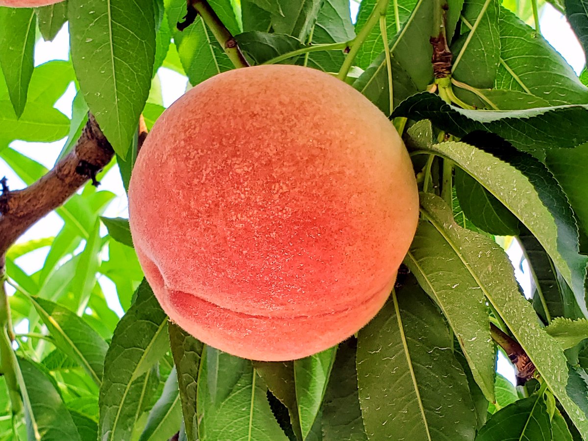 金沢の桃（白鳳） | 金沢 関屋果樹園
