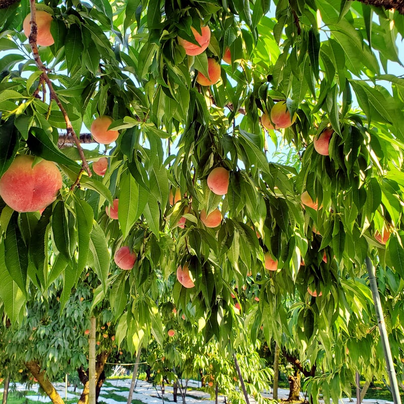 金沢の桃（白鳳） | 金沢 関屋果樹園