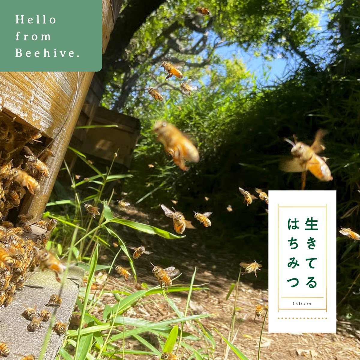 数量限定】世田谷プレミアム・シーズンハニー・3種アソート | Hello