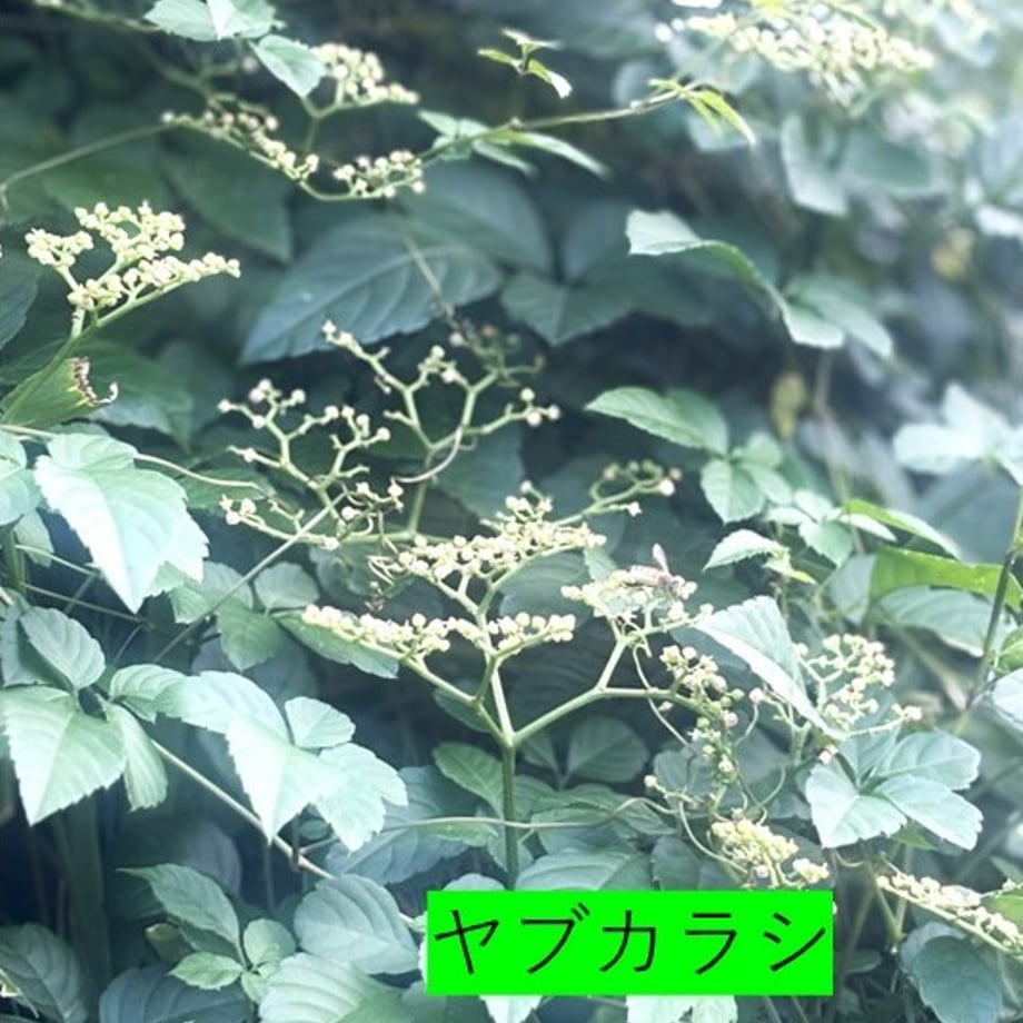 6898a8bcfe1d6b628eadee08