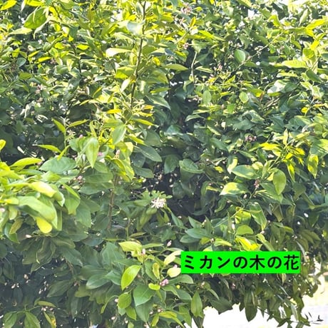【2026年度予約販売終了】世田谷百花蜜 巣蜜 約300g
