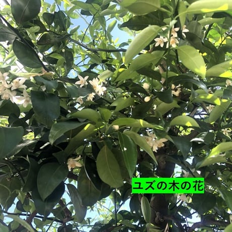 【2026年度予約販売終了】世田谷百花蜜 巣蜜 約300g